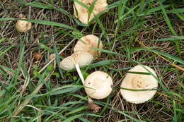 Image of Marasmius oreades (Bolton) Fr. 1836