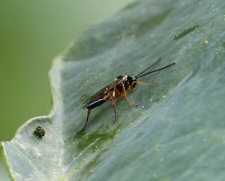 Image of Parasitoid wasp