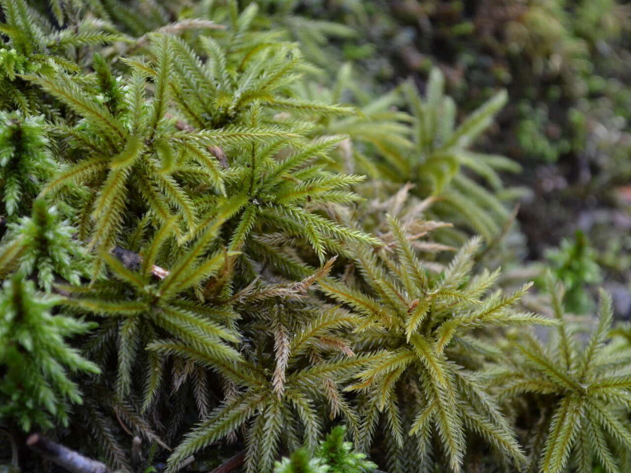 Image of American climacium moss