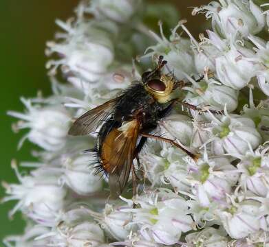 Image de Tachina fera (Linnaeus 1761)