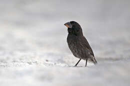 Image of Espanola Cactus Finch