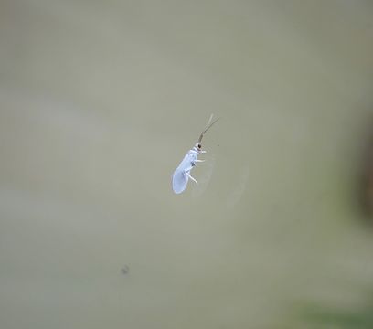 Image of dustywings
