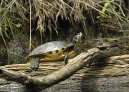 صورة Trachemys scripta scripta (Schoepff 1792)