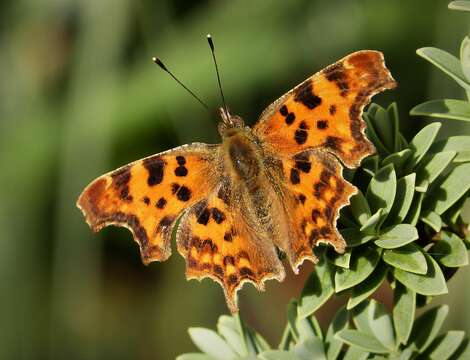 Image of Comma