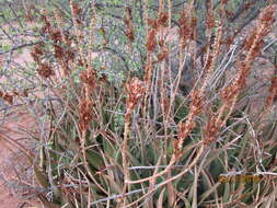 Image of Malapati aloe