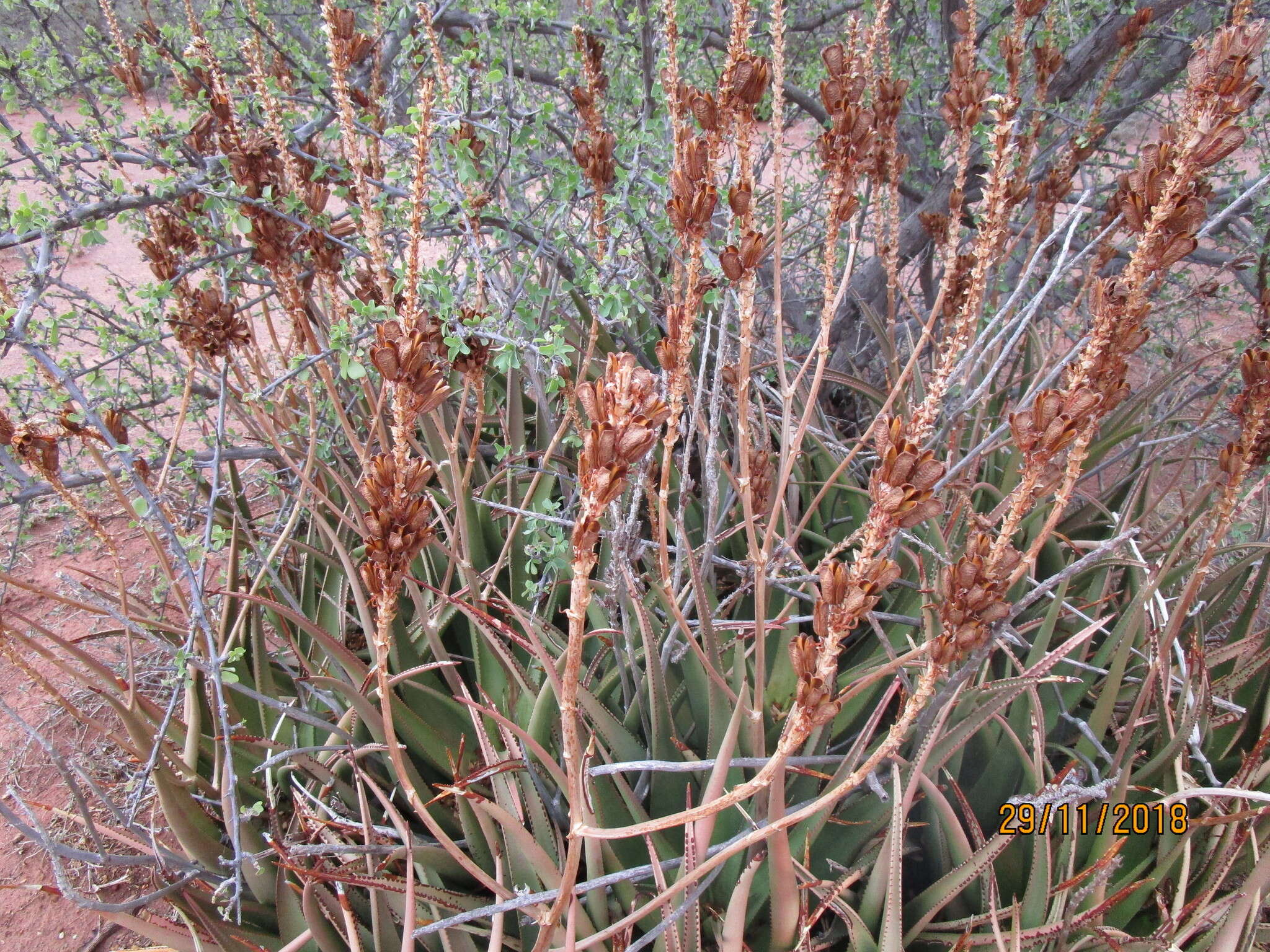 Image of Malapati aloe