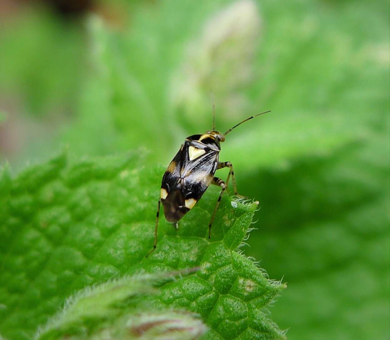 Image of Liocoris