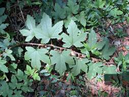 Image of Rubus reflexus var. hui (Diels ex Hu) F. P. Metcalf