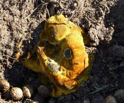 Image of dyer's polypore