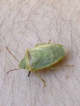 Image of Red-banded Stink Bug