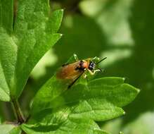 Image of Beet Sawfly