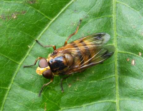 Image of lesser hornet hoverfly