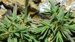 Слика од Dianthus pungens subsp. brachyanthus (Boiss.) Bernal, Fernández Casas, G. López, M. Laínz & Muñoz Garmendia