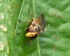 Image of lesser hornet hoverfly