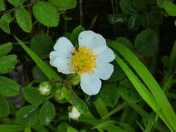 Image of Field-rose