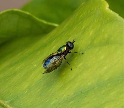 Image of Soldier fly