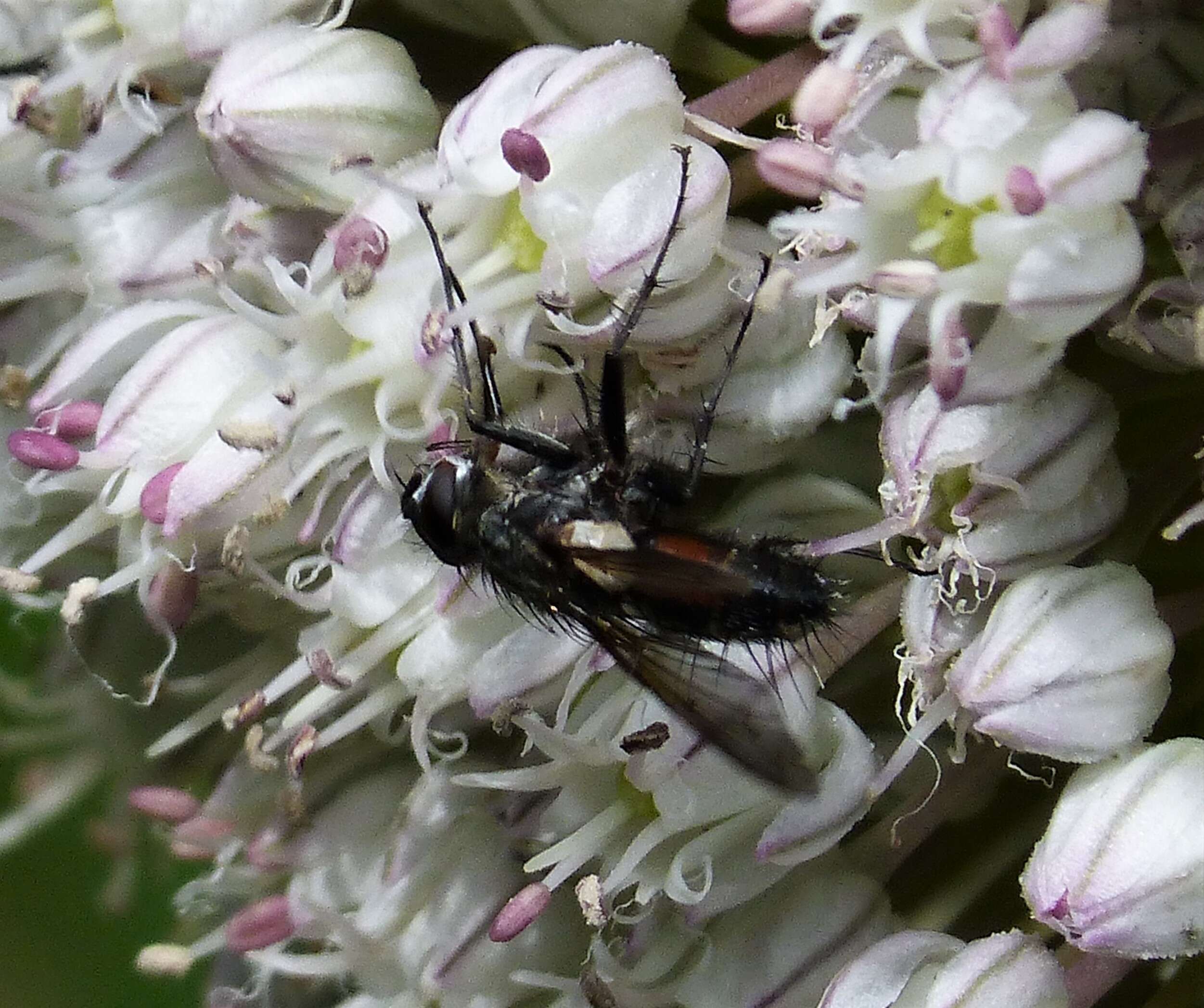 Image of Eriothrix rufomaculatus (De Geer 1776)