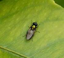 Image of Soldier fly