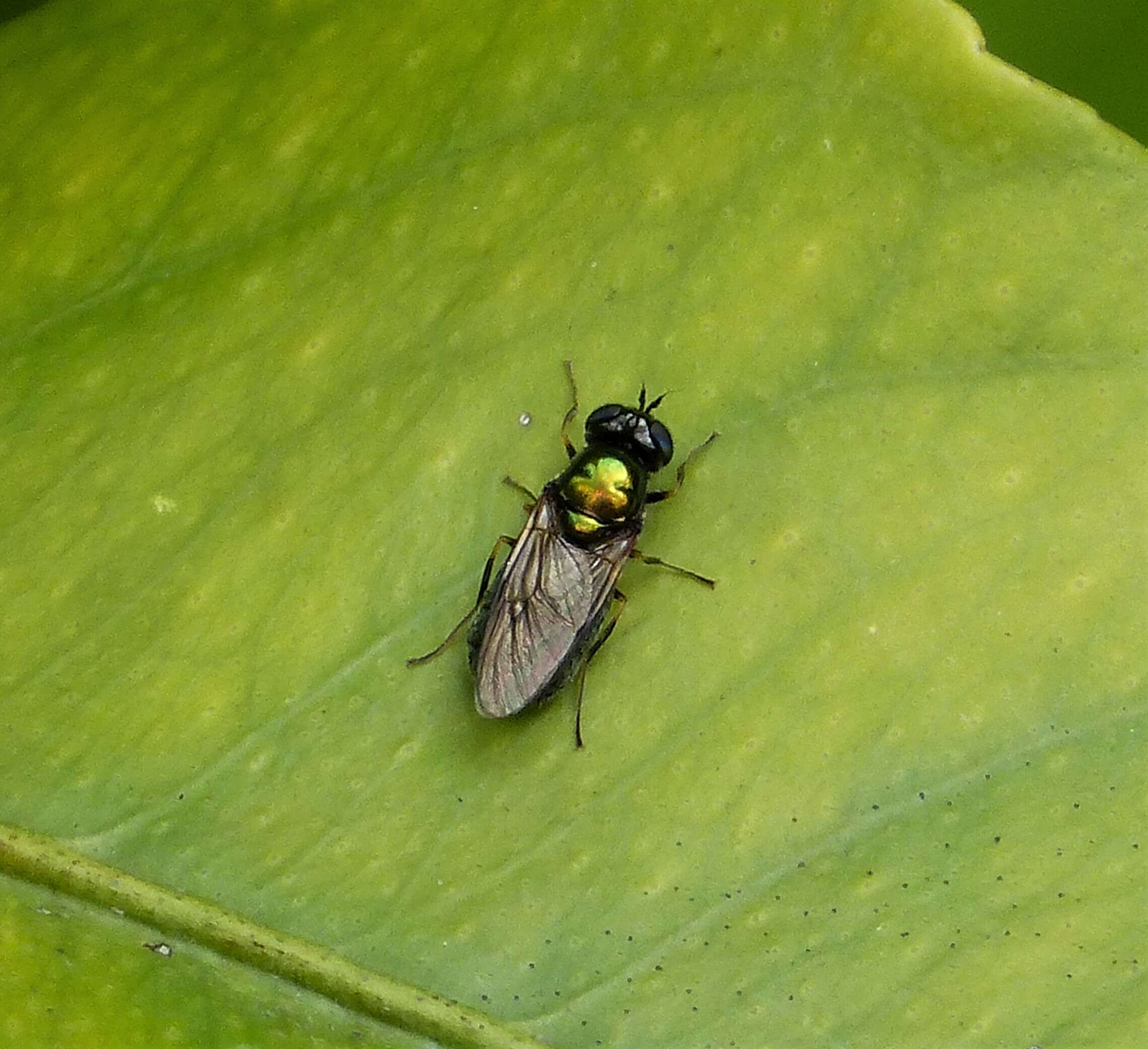 Image of Soldier fly