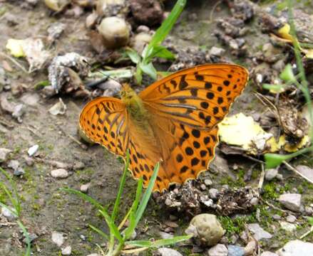 Image of silver-washed fritillary