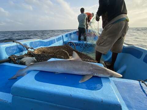 Image of Fish-shark