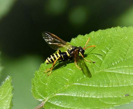 صورة <i>Tenthredo scrophulariae</i>