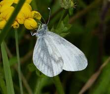 Image of Wood White