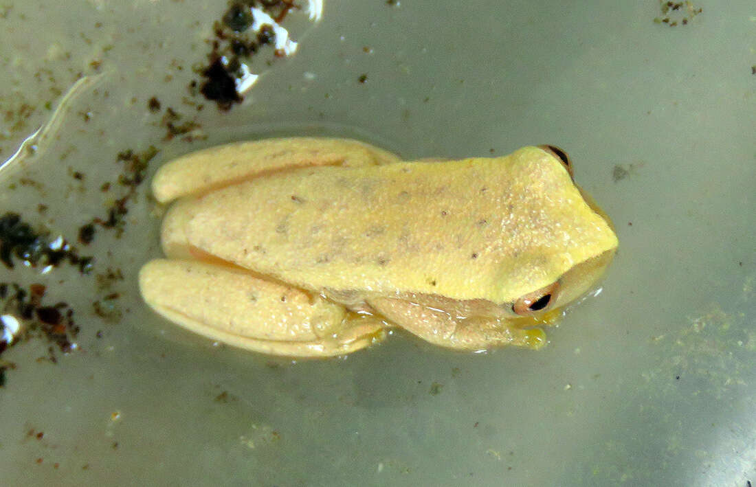 Image of Dendropsophus mathiassoni (Cochran & Goin 1970)