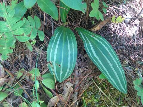 Image of Sarcoglottis sceptrodes (Rchb. fil.) Schltr.