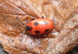 Image of Endomychus coccineus (Linnaeus 1758)