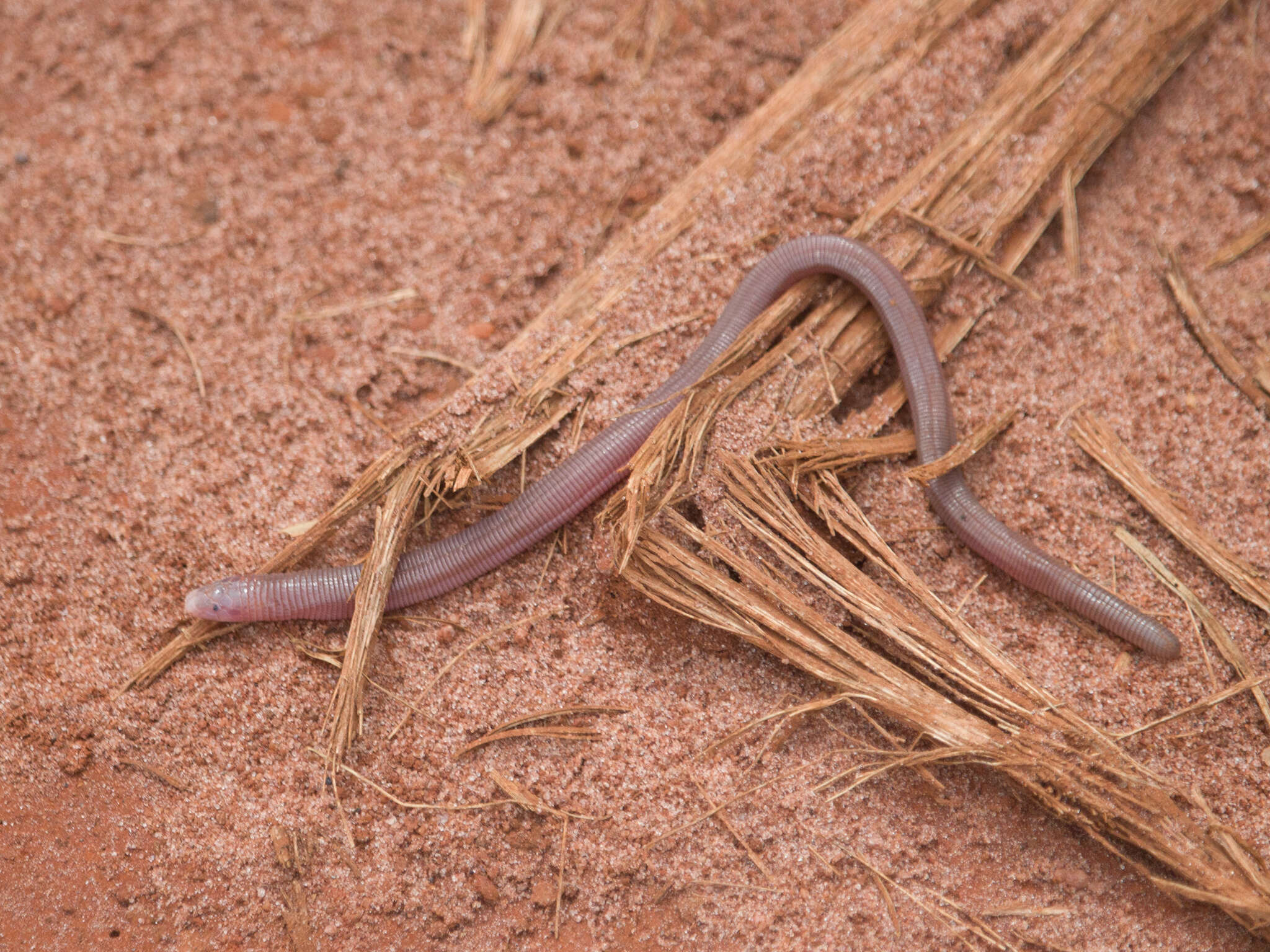 Image de Amphisbaena roberti Gans 1964