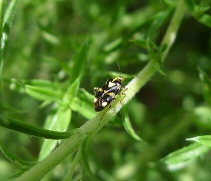 Image of Liocoris