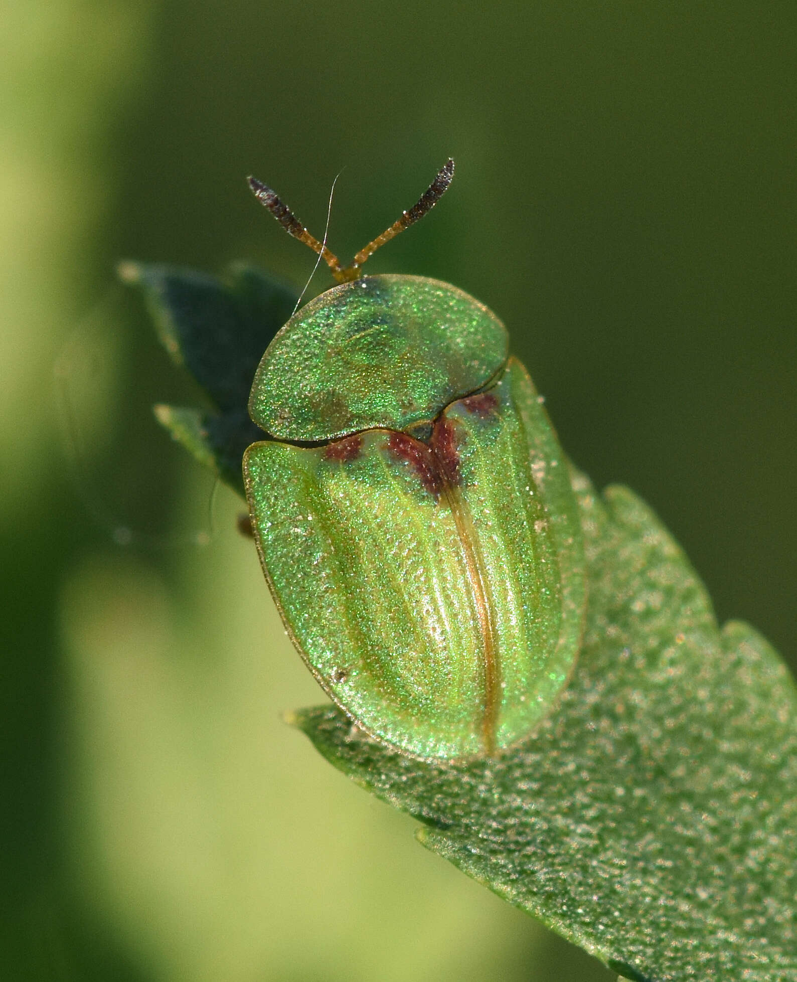 Image of Cassida (Cassida) stigmatica Suffrian 1844