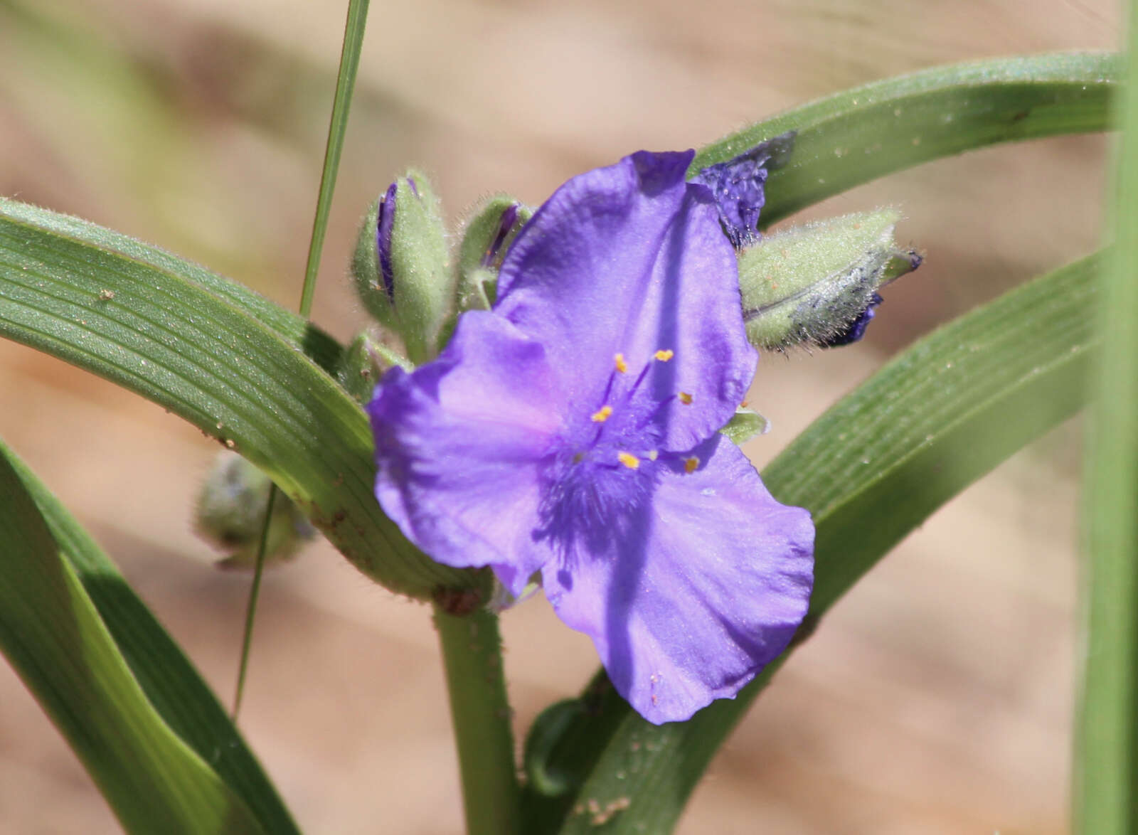 Image of longbract spiderwort