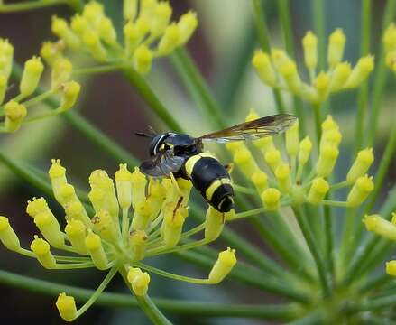 Image of Chrysotoxum bicinctum (Linnaeus 1758)