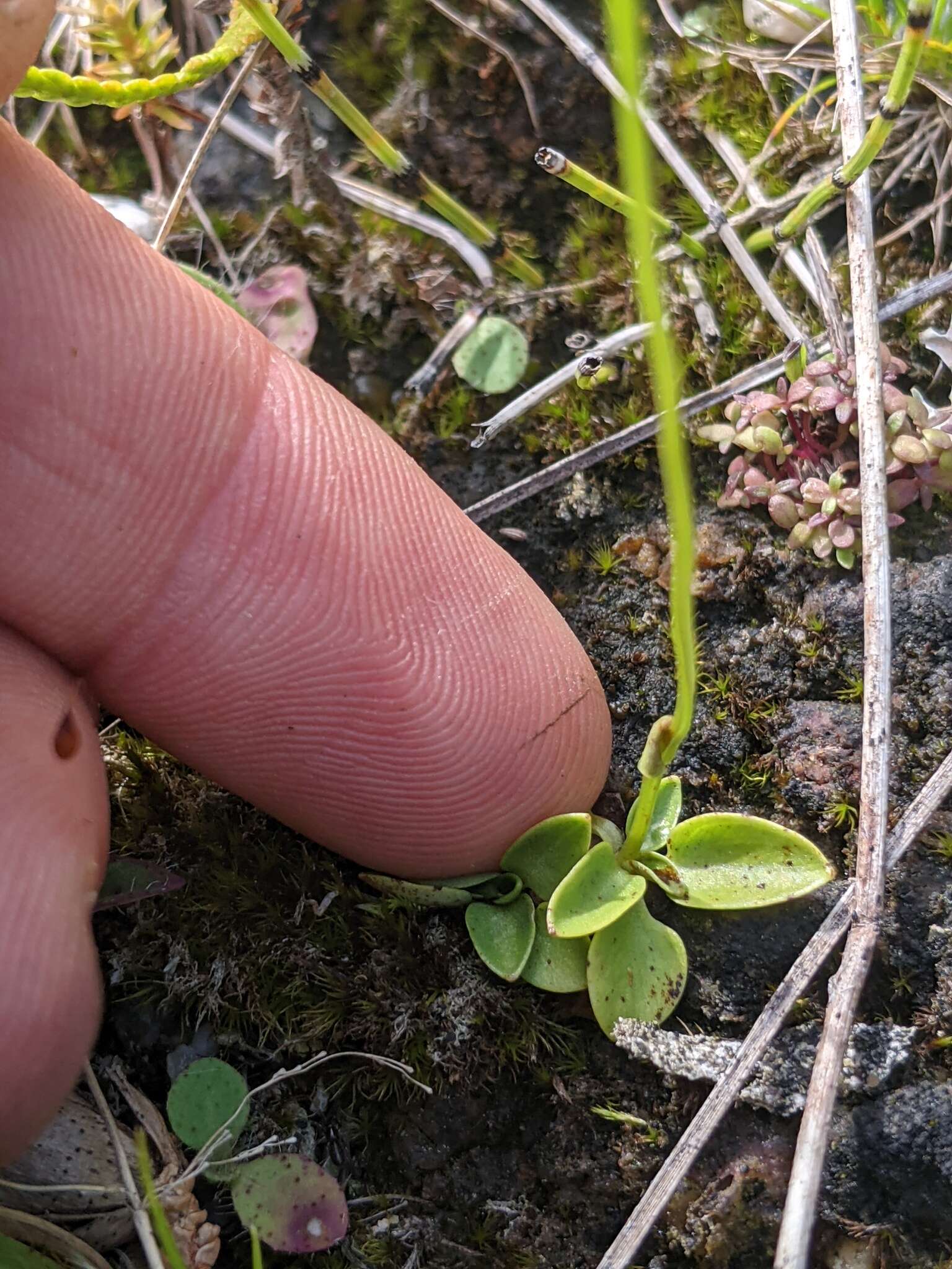 Image de Parnassia palustris var. parviflora (DC.) Boivin