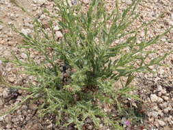 Image of Cooper's dogweed