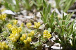 Image of fewseed draba