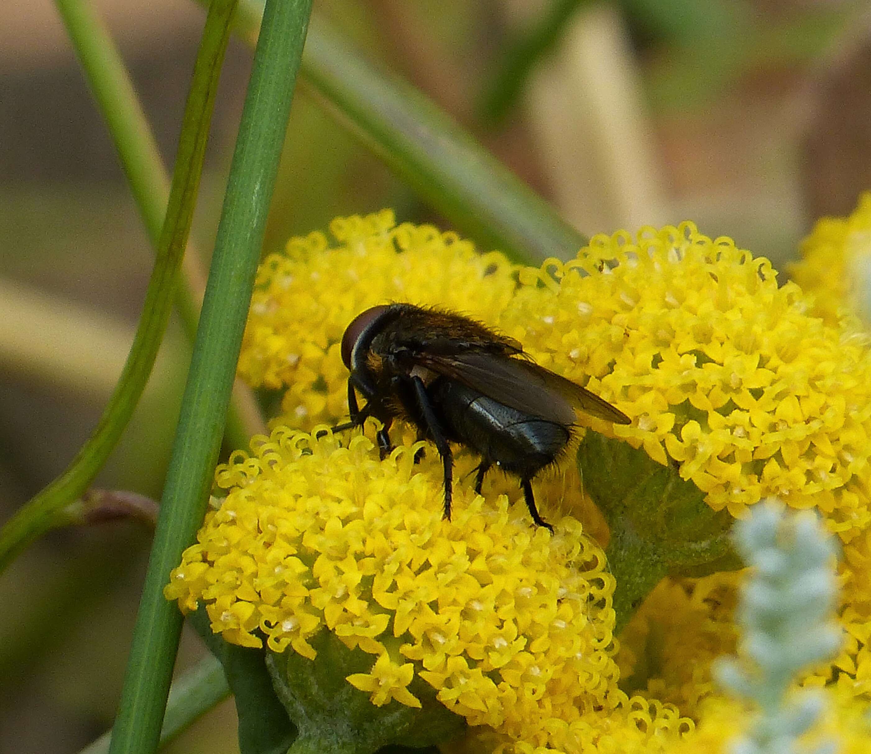 Image of Pollenia amentaria