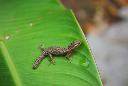 Image of Costa Rica Least GeckO