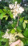 Image of Japanese privet