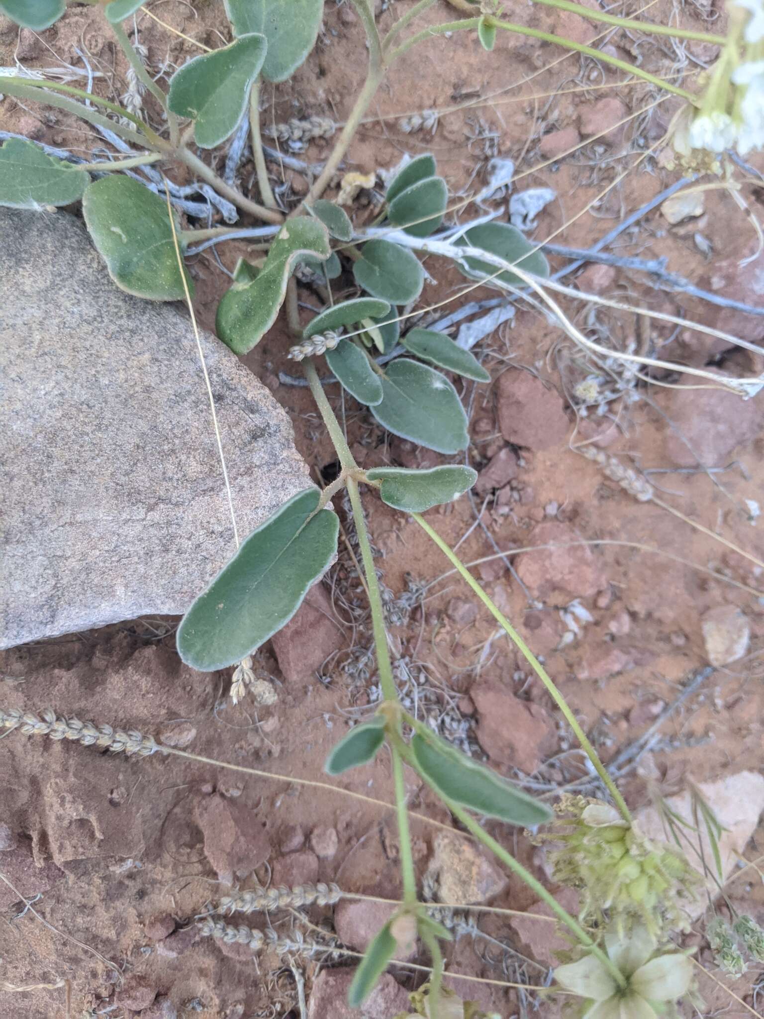 Image of fragrant white sand verbena