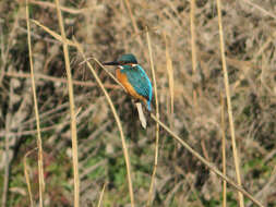 Image of Alcedo atthis bengalensis Gmelin & JF 1788