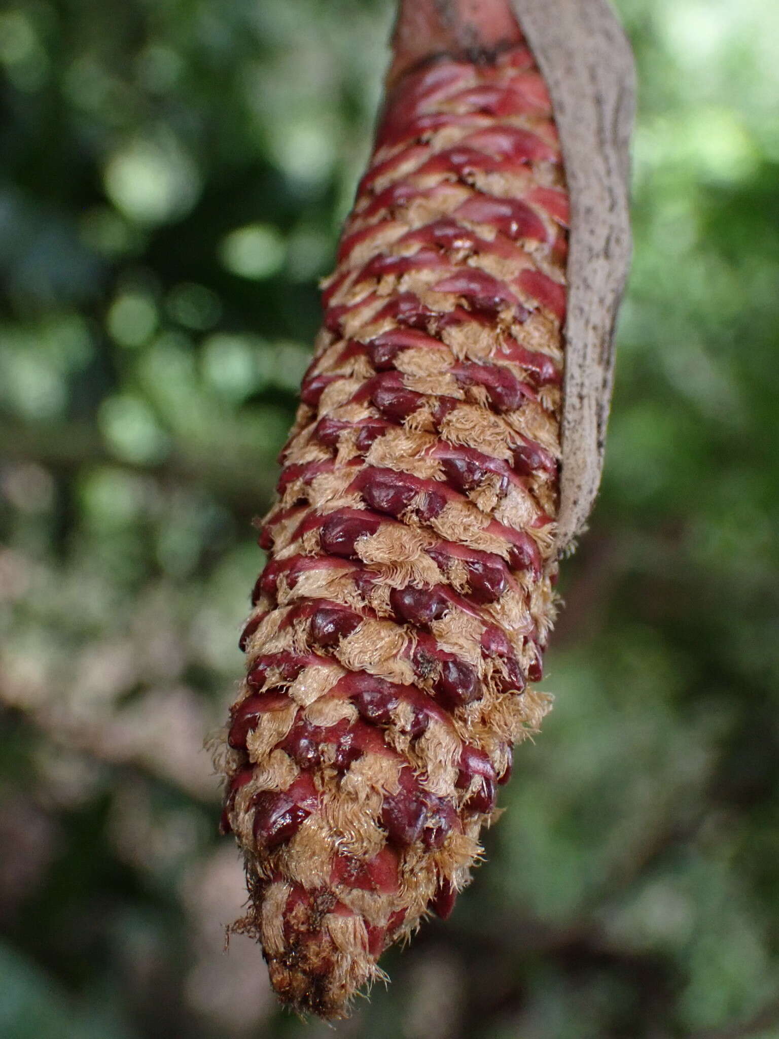 Image of salac palm