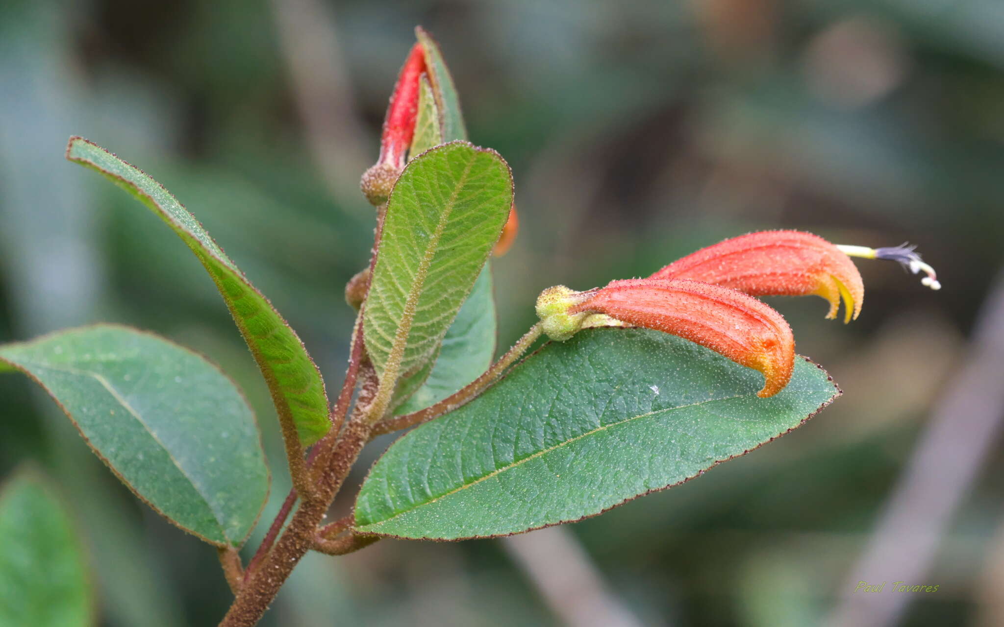 Image of Centropogon ferrugineus (L. fil.) Gleason