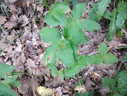 Imagem de Astrantia maxima Pall.