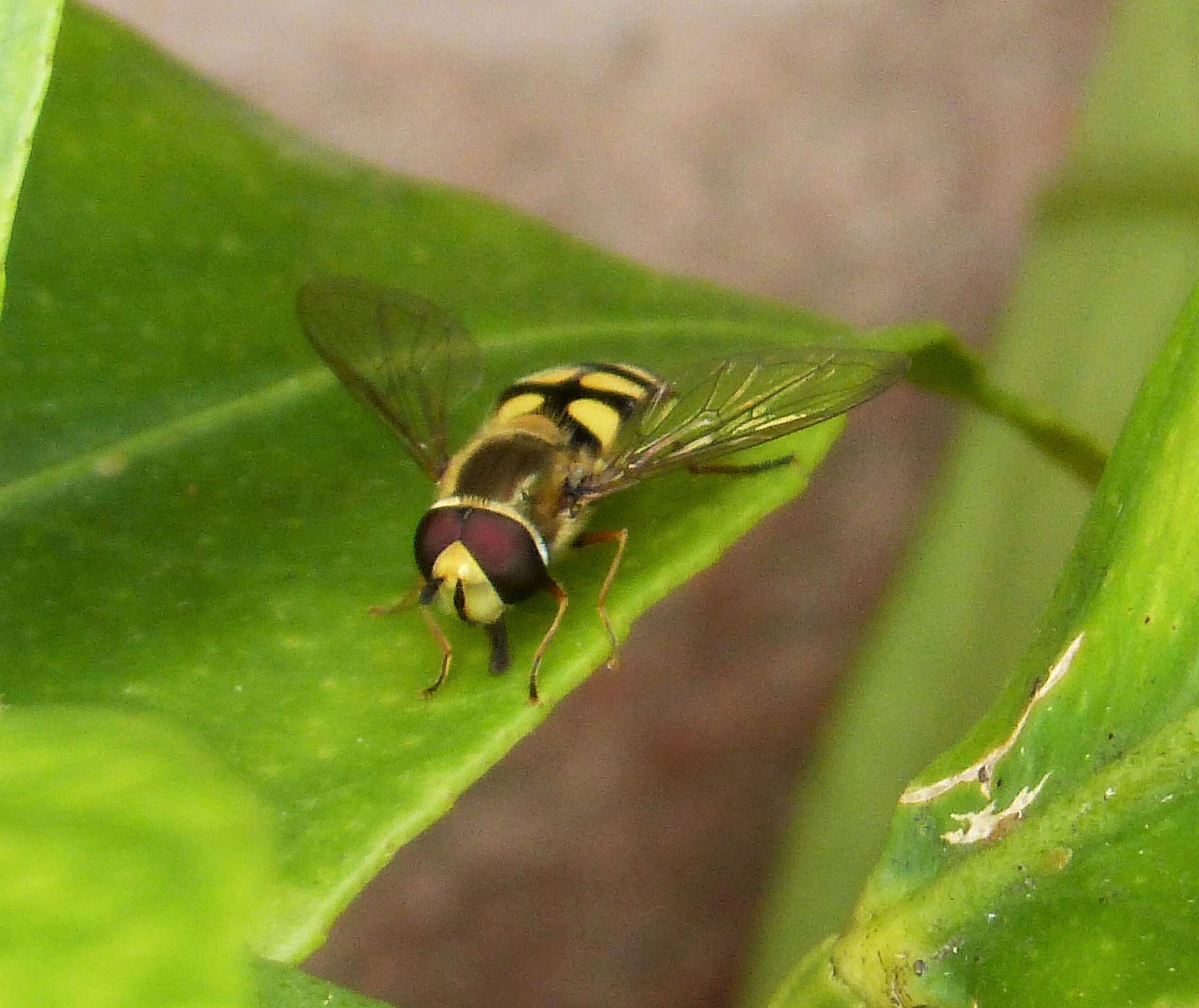 Image of Eupeodes corollae (Fabricius 1794)