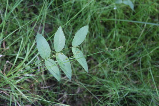 Image of Ryegrass sedge