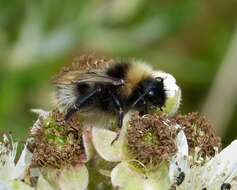 Image of Bombus sylvestris (Lepeletier 1832)