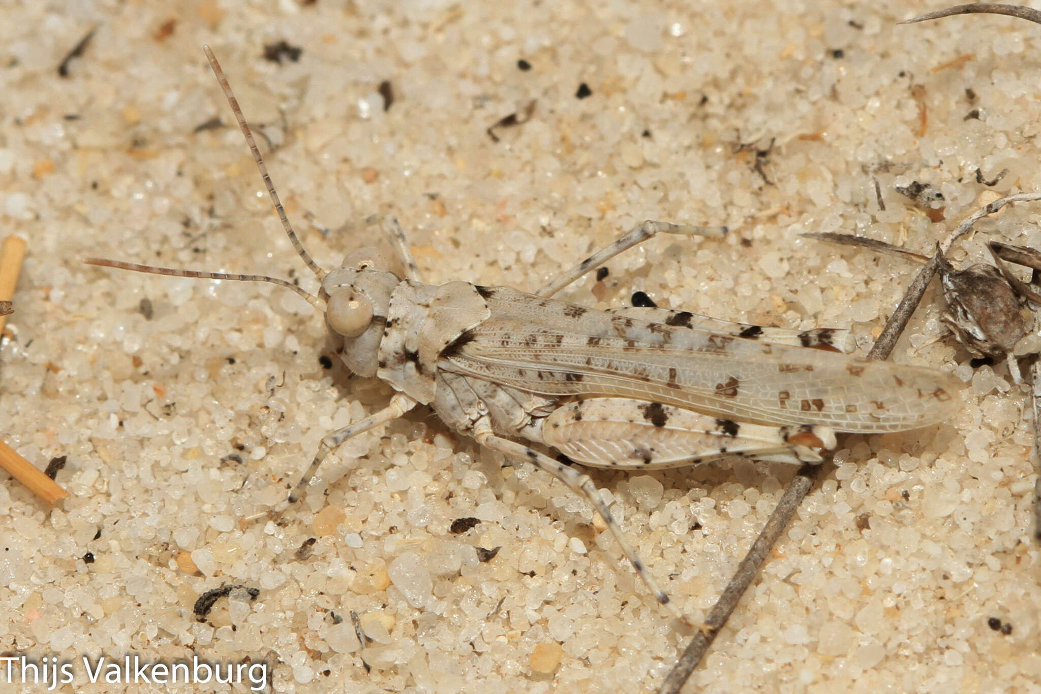 Image of Algarve Sand Grasshopper